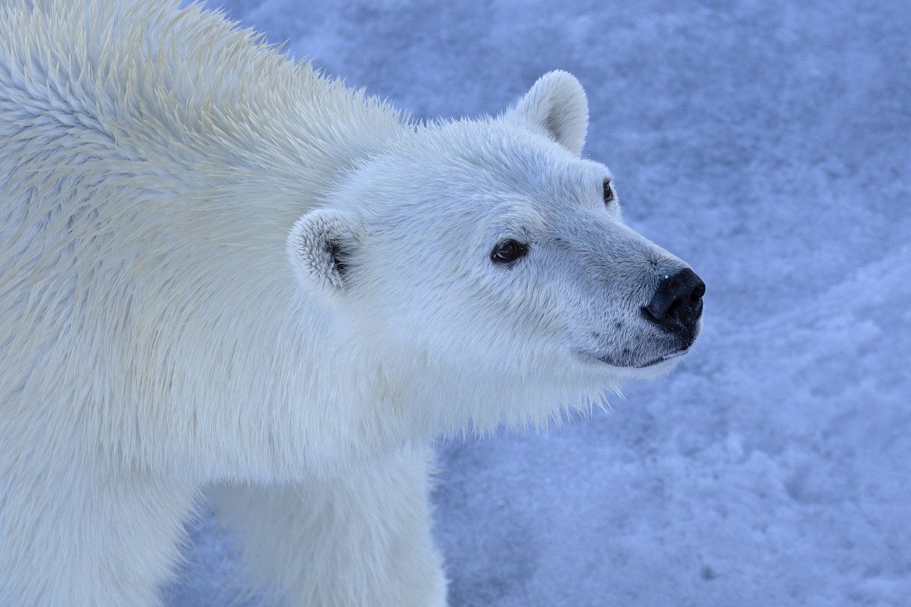 The Role of Field Studies in Effective Conservation Planning